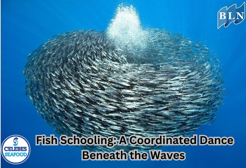 Fish Schooling: A Coordinated Dance Beneath the Waves